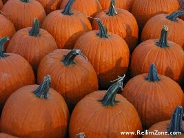 pumpkin farm pumpkin farm